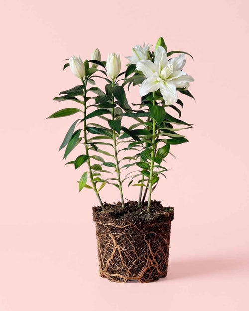 Lirio Oriental Blanco Helvetia L - Pur Plant