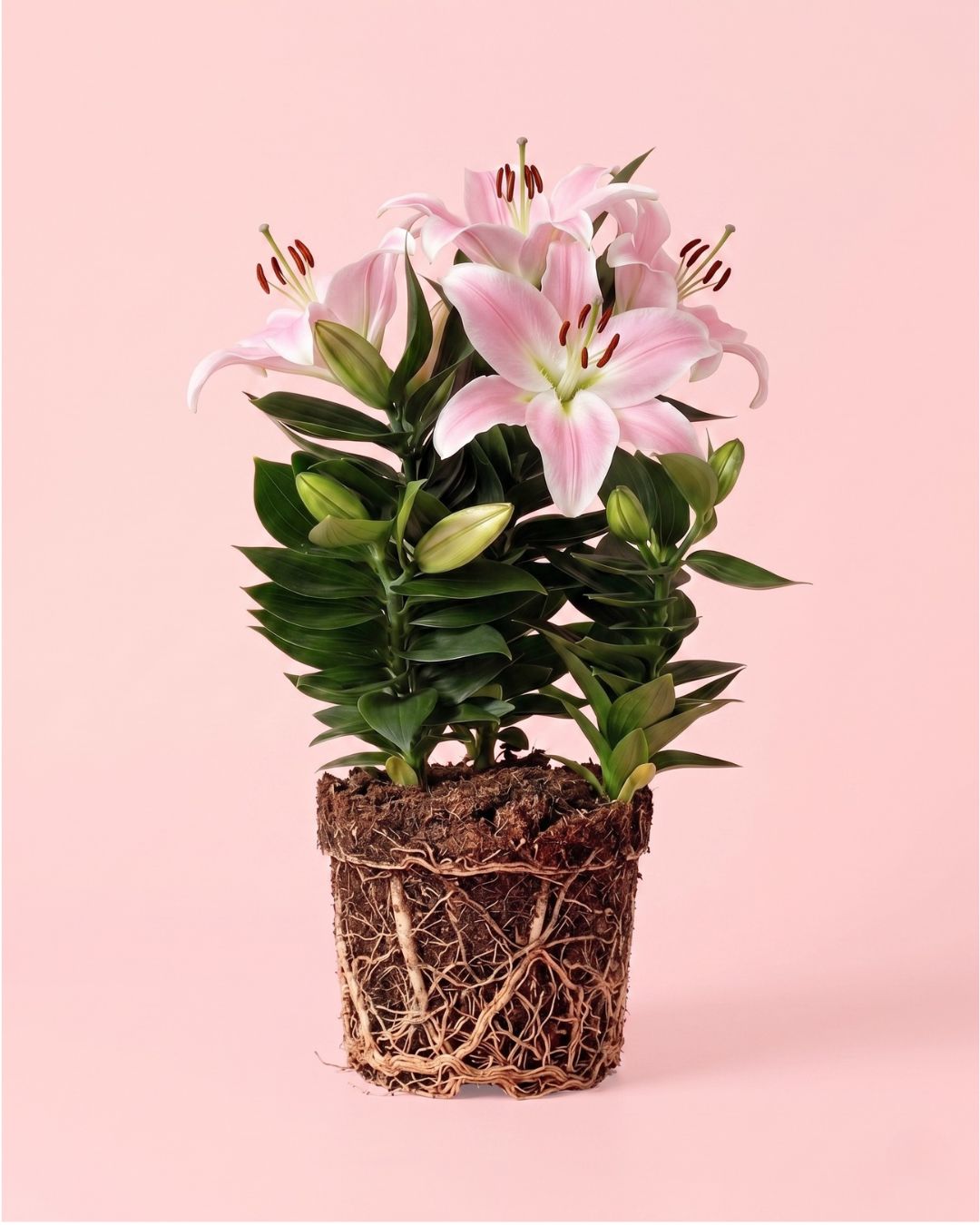 lirio-oriental-souvenir-rosa-l-