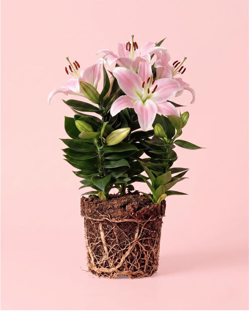 lirio-oriental-souvenir-rosa-l-