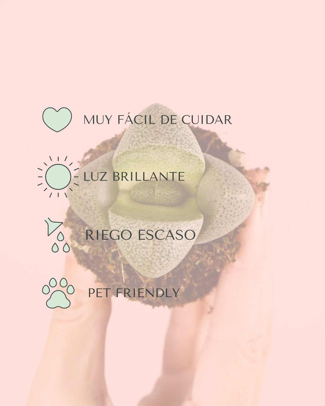 Lithops – Piedras Vivas Mini - Pur Plant