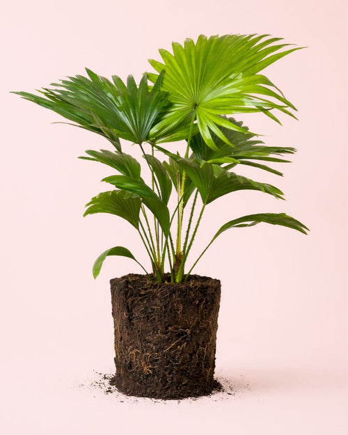 Livistona Rotundifolia – Palmera Abanico L - Pur Plant
