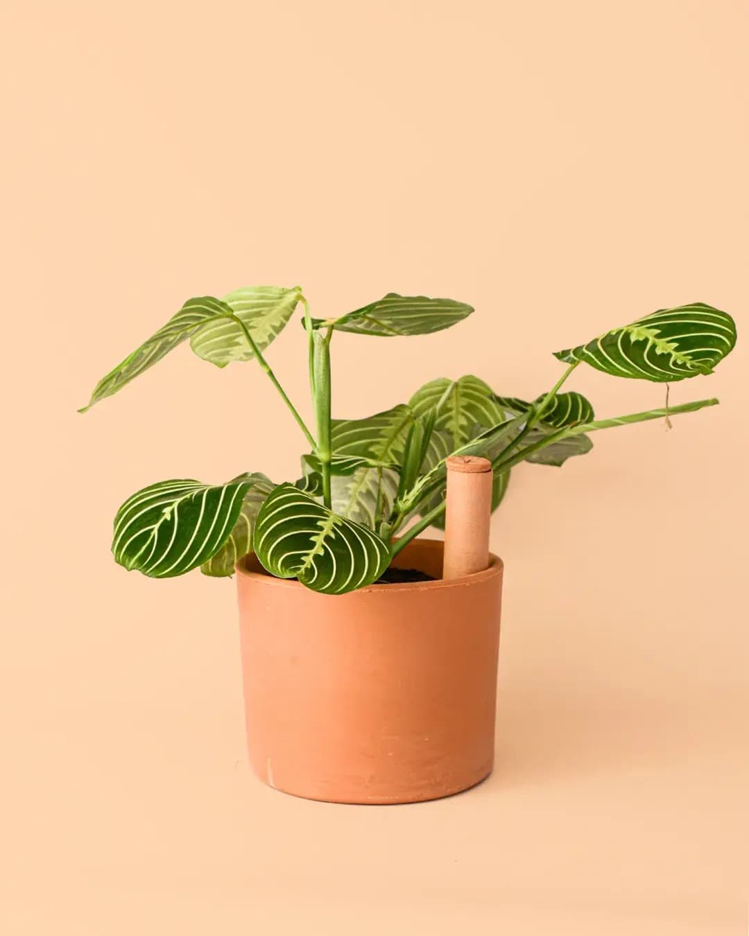 Maceta Autorriego Terracota - Pur Plant