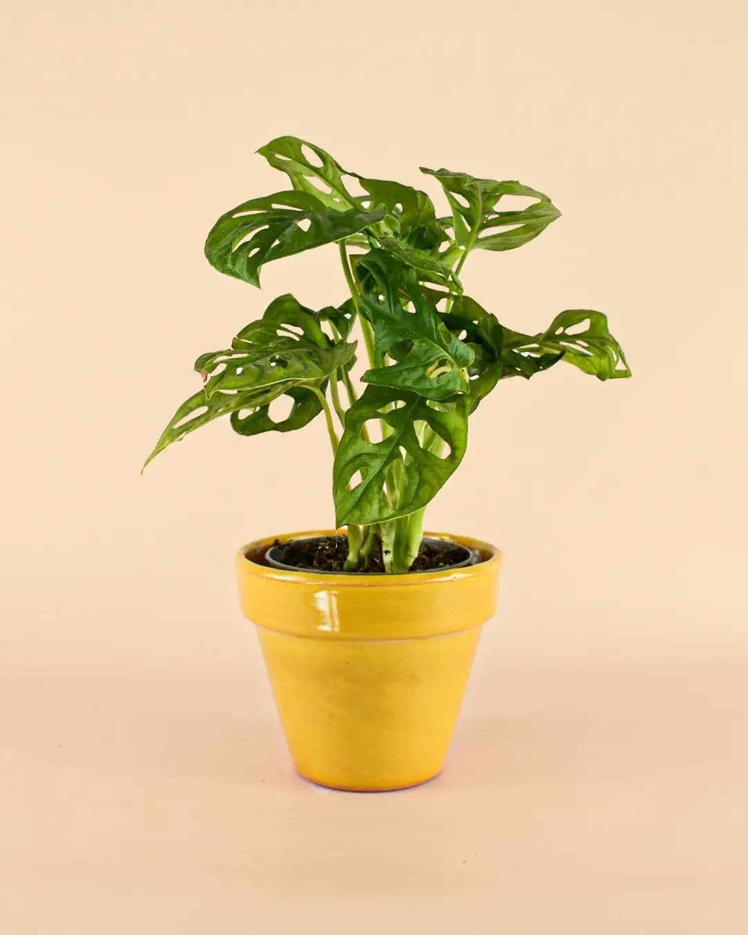 Maceta Clasic Amarillo – 15 cm - Pur Plant