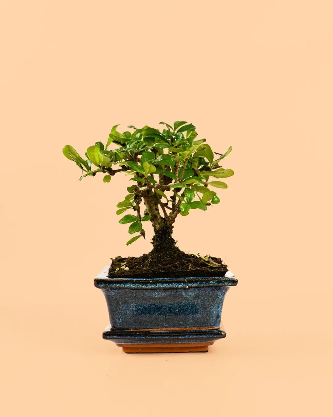 Maceta para bonsái – Azul - Pur Plant