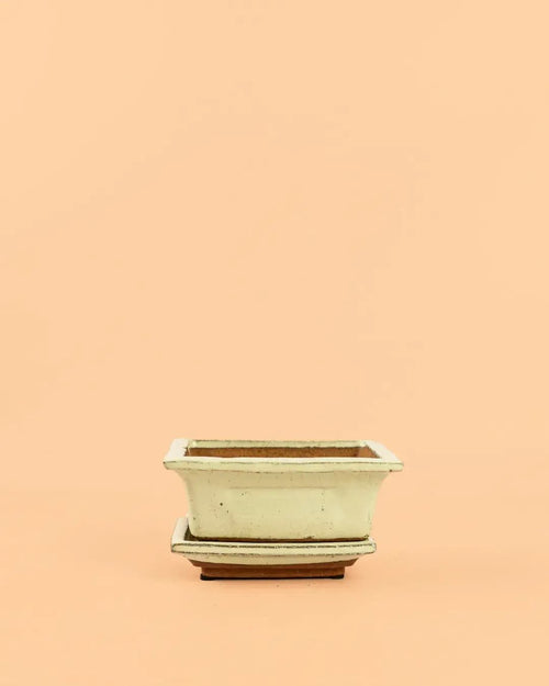 Maceta para Bonsái – Blanca - Pur Plant