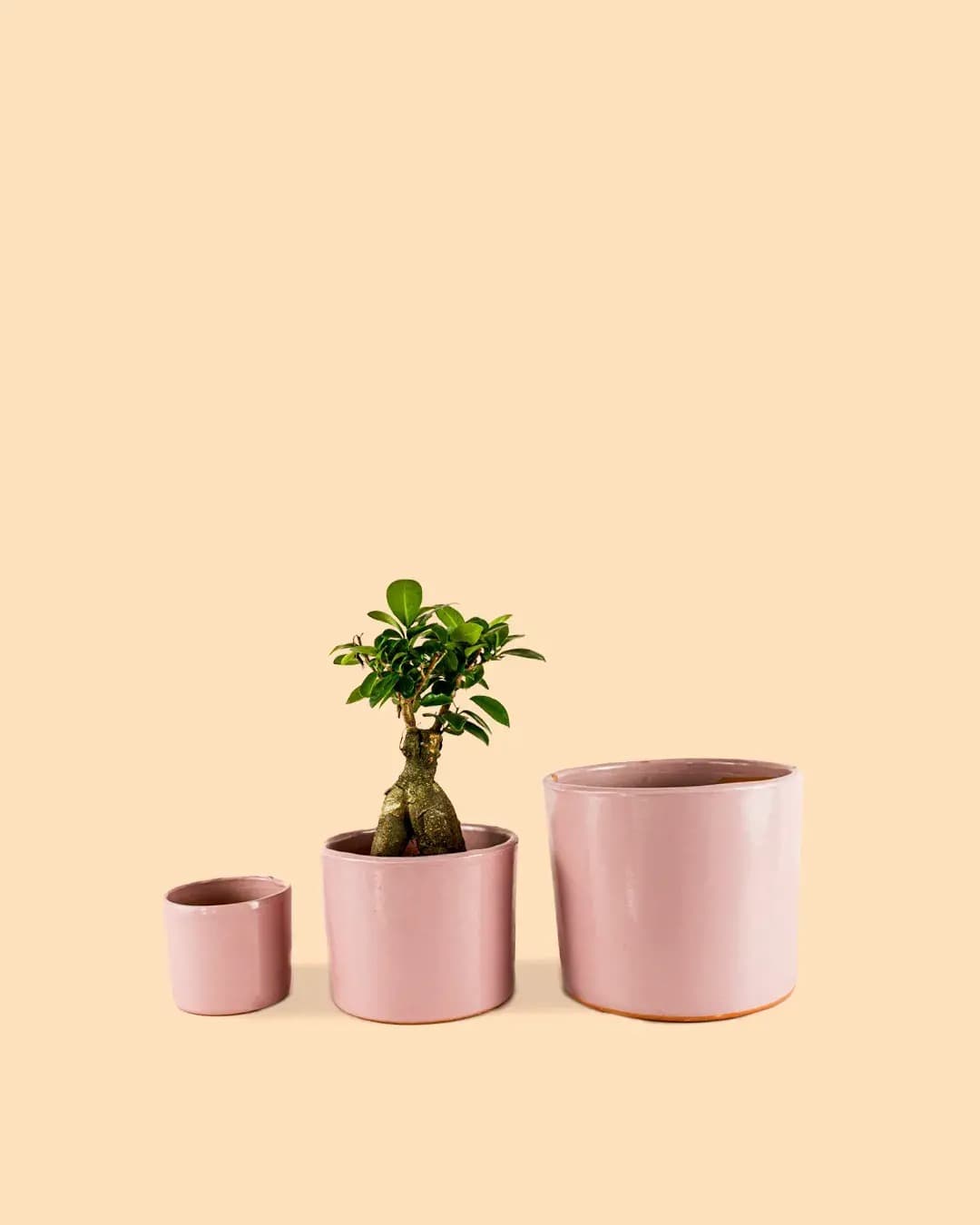 Maceta Rosa M – 15 cm - Pur Plant