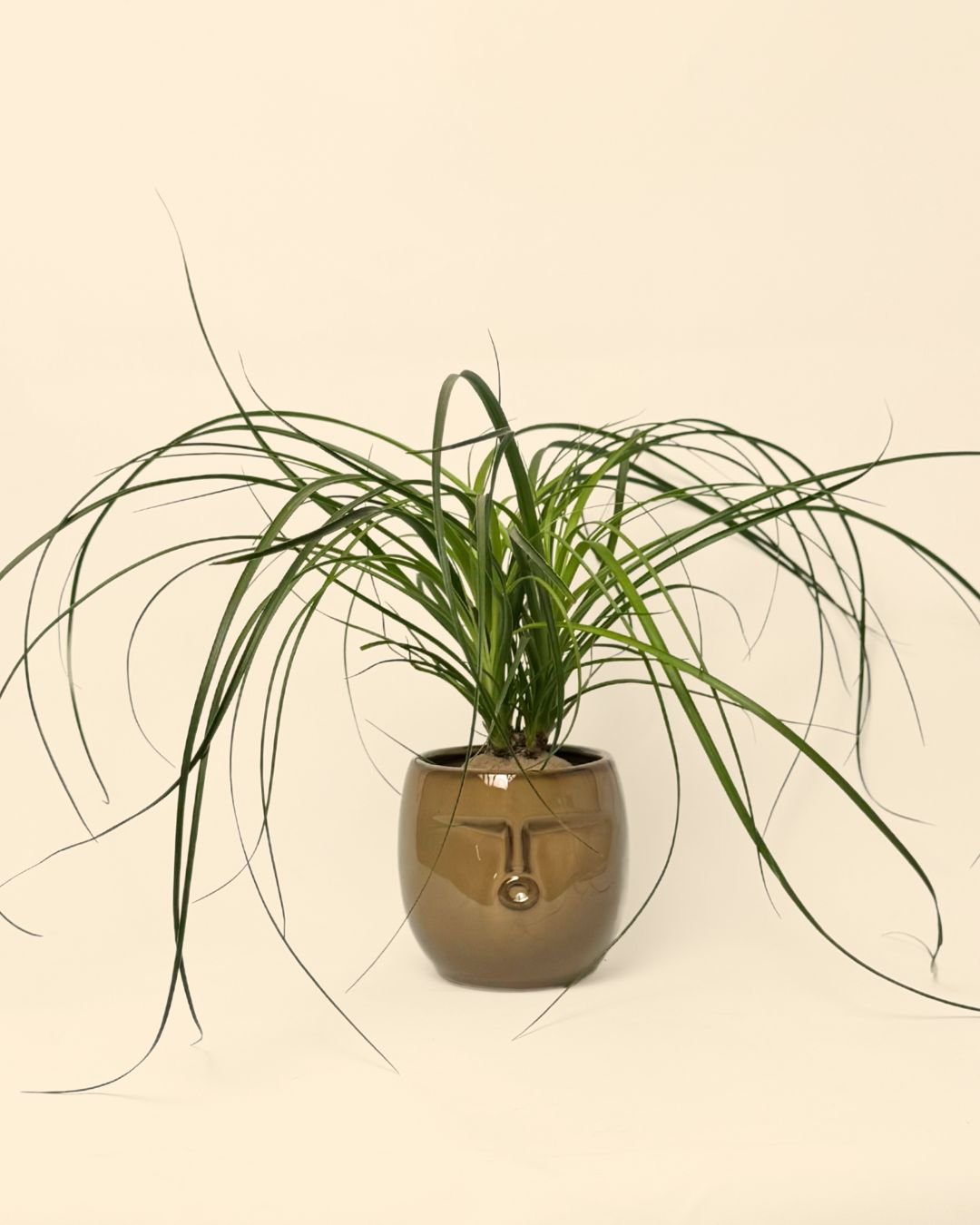 Mao – Maceta Cerámica Marrón S – 9 cm - Pur Plant