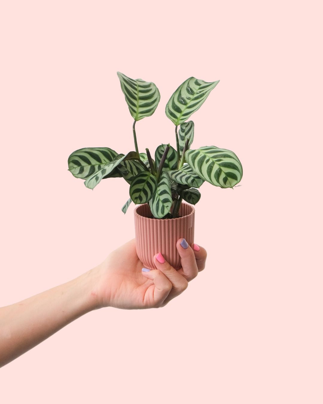 maranta-amabilis-mini-en-maceta_1