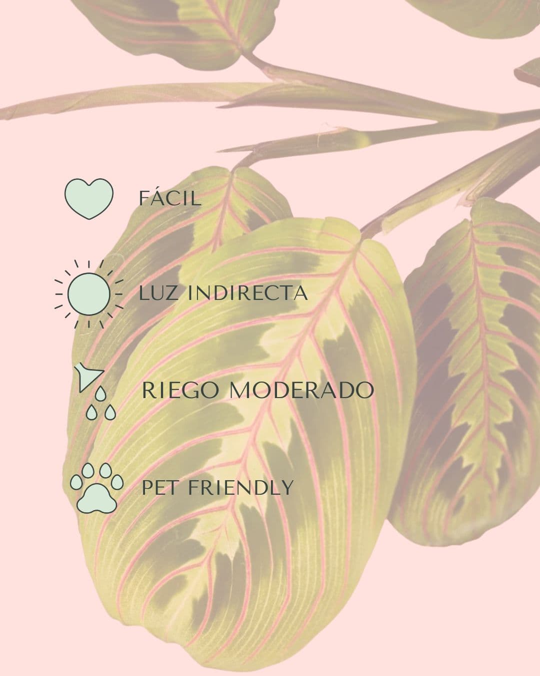 Maranta Leuconeura Mini - Pur Plant