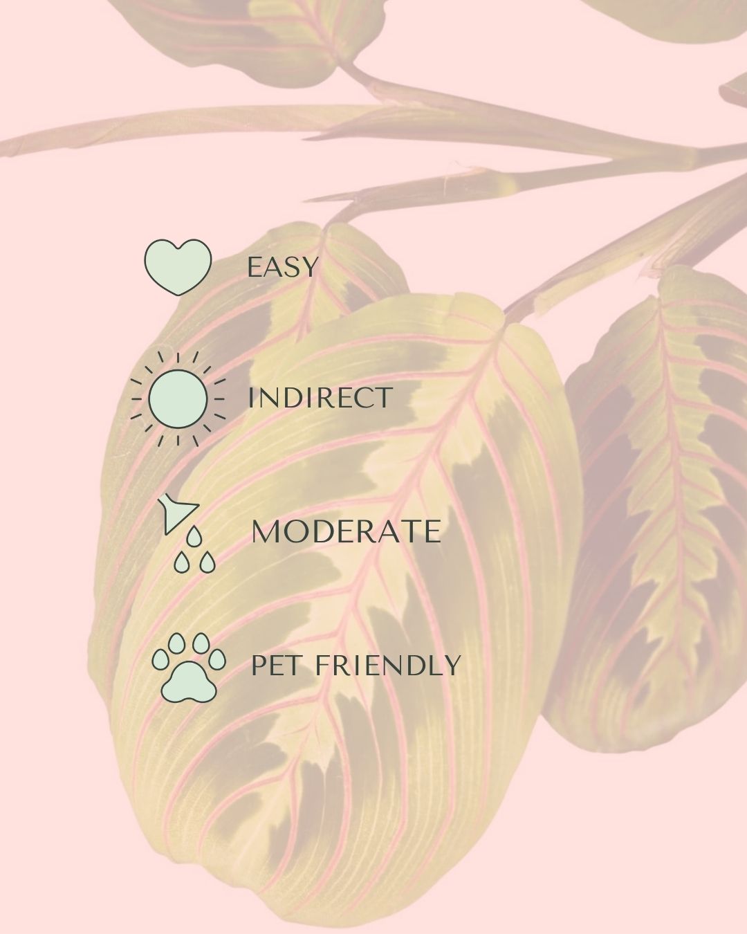 maranta-leuconeura-mini-care