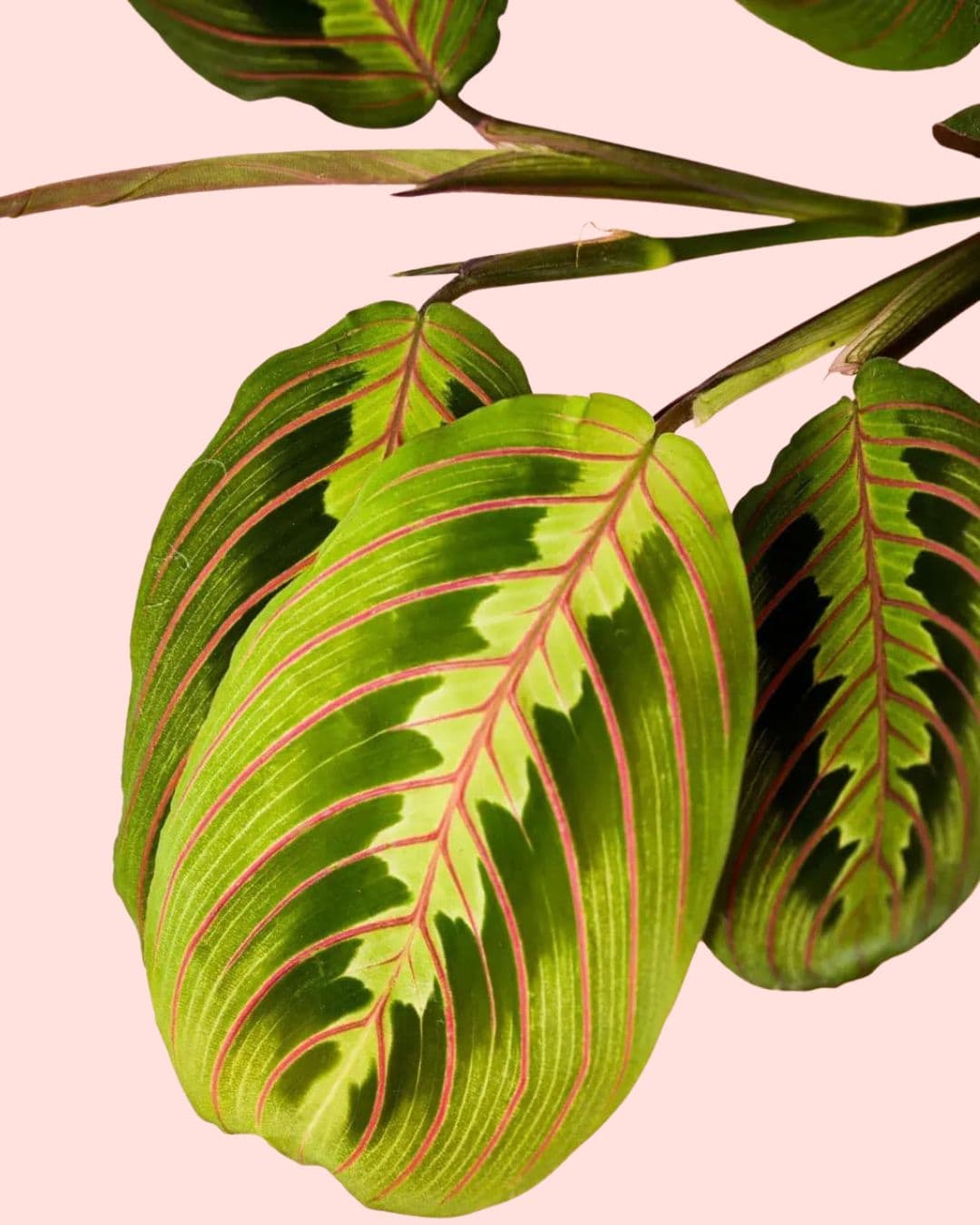 maranta-leuconeura-mini-detail