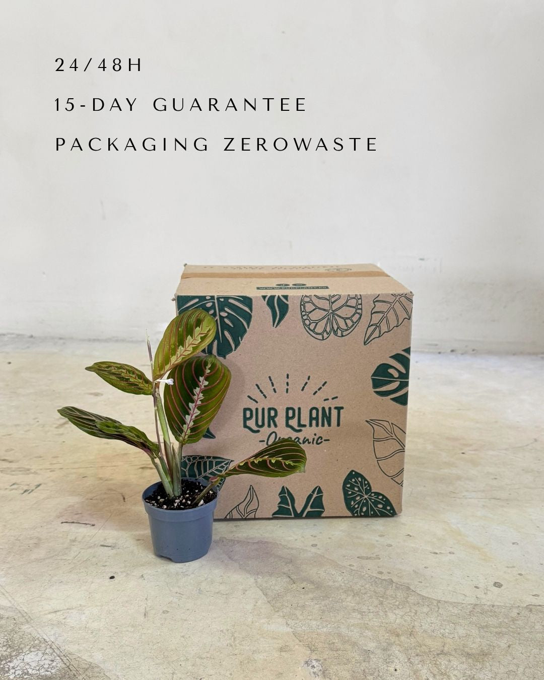 maranta-leuconeura-mini-packaging