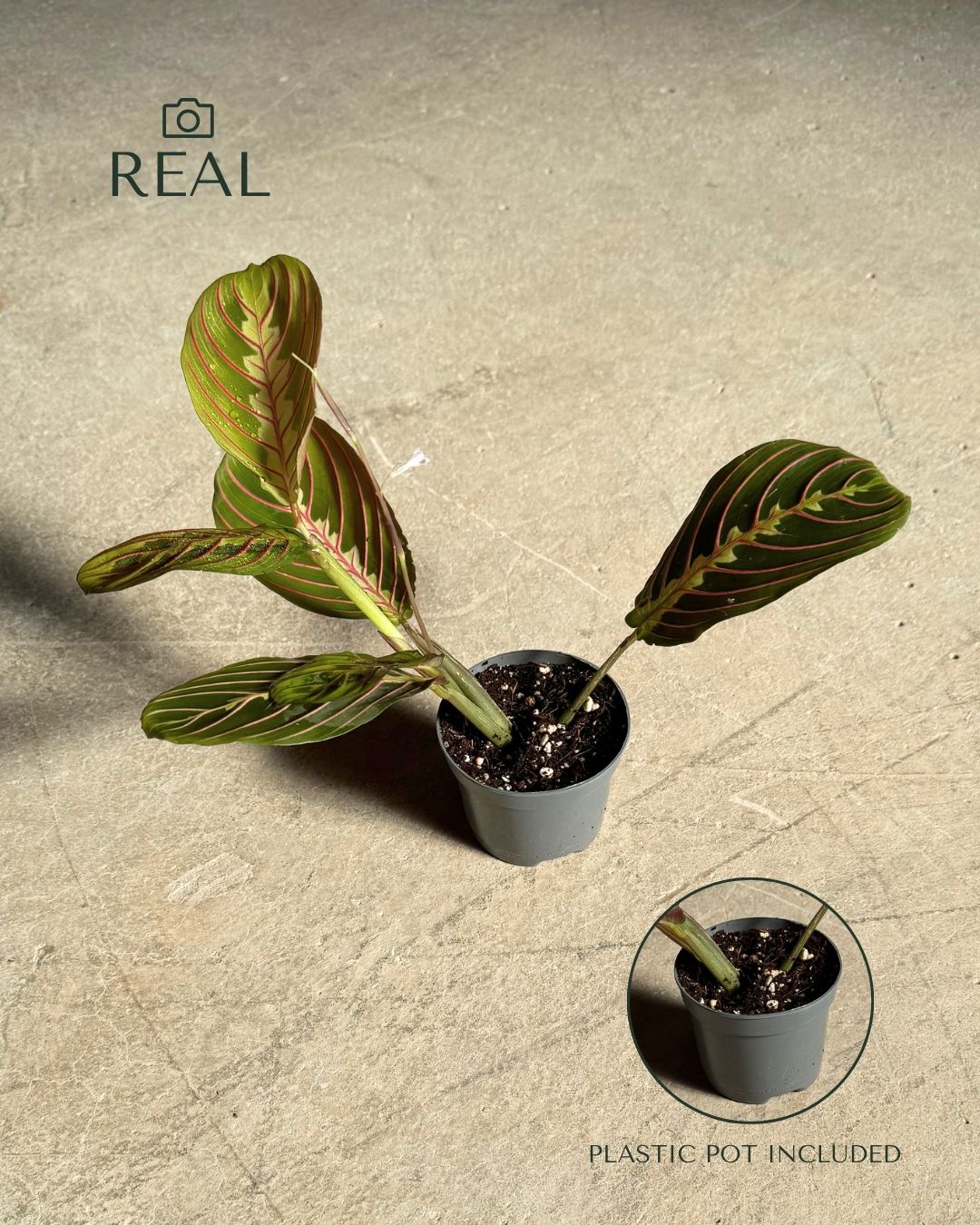 maranta-leuconeura-mini-real