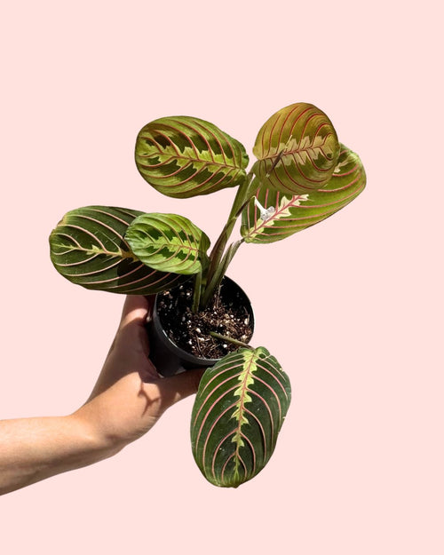 maranta-leuconeura-mini-
