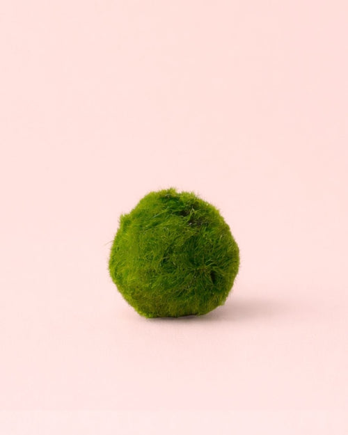 Marimo Ball – Mini Bola de Musgo Viva 4 - 5 cm - Pur Plant