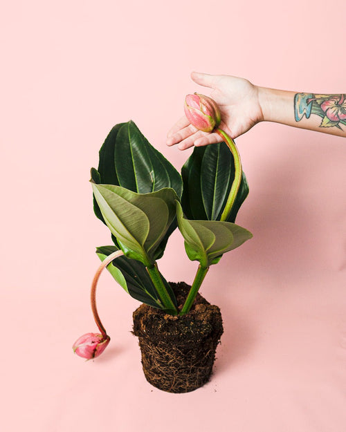 Medinilla Flamenco L - Pur Plant