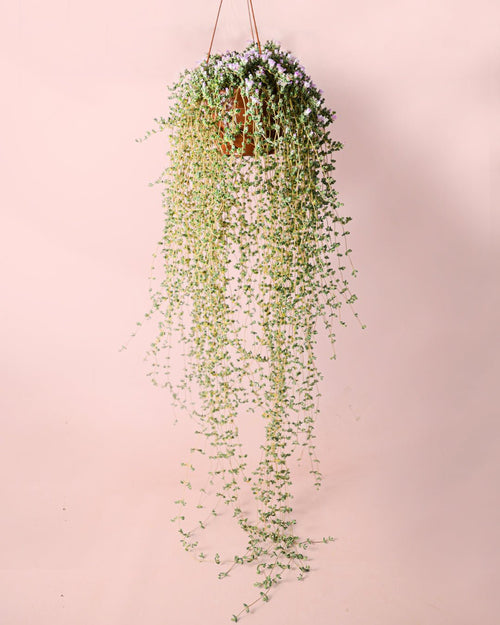 Mesembryanthemum M - Pur Plant