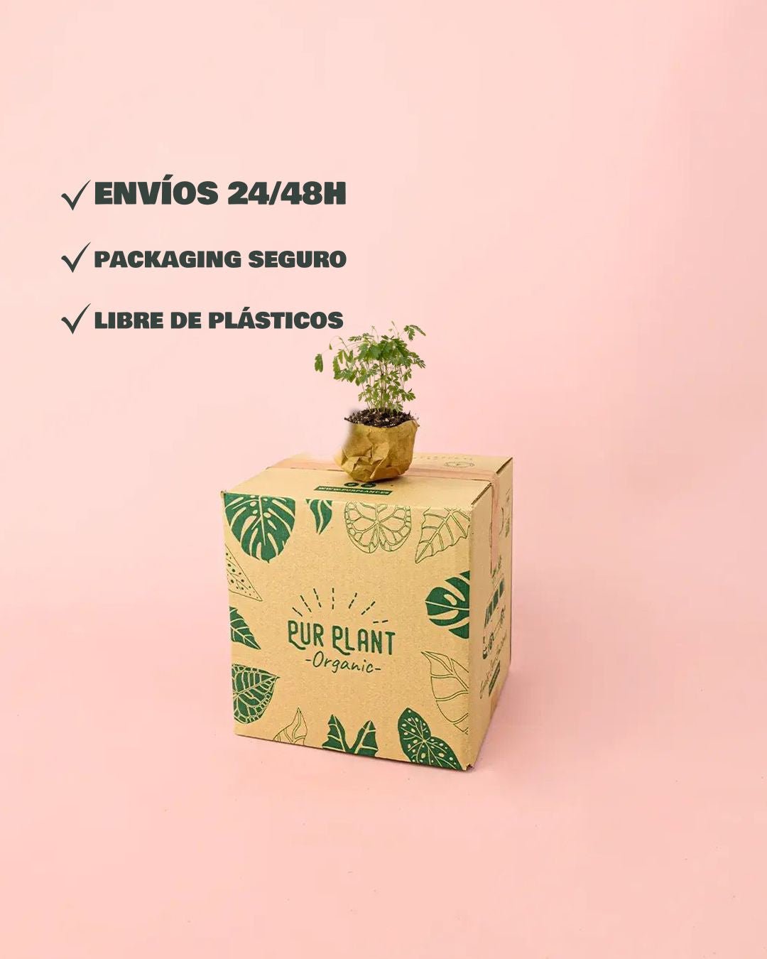 Mimosa Púdica – Planta Sensitiva Mini - Pur Plant