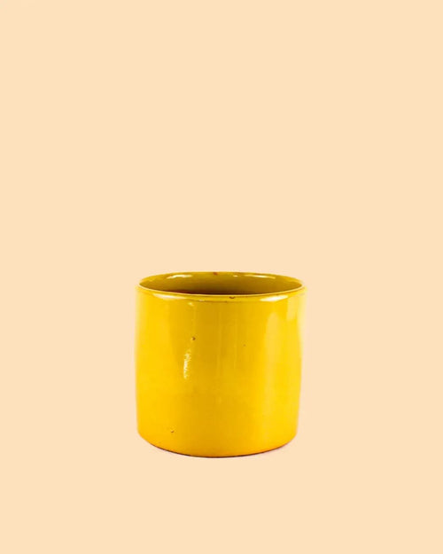 Mini Maceta Terracota Mostaza - Pur Plant