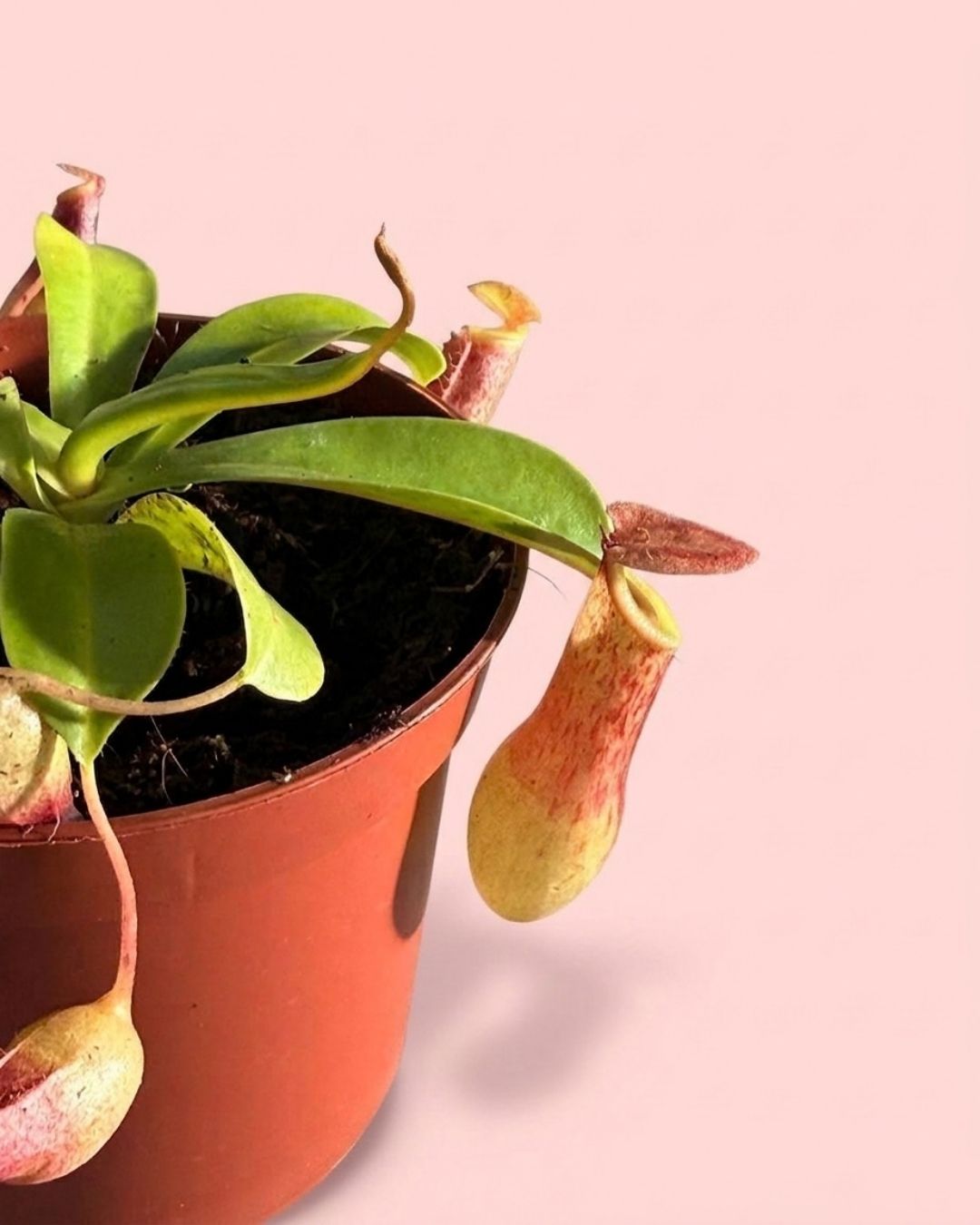mini_carnivora_nephentes_detail