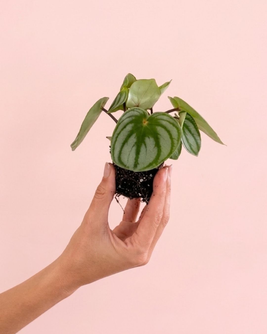 mini_peperomia_watermelon_plant