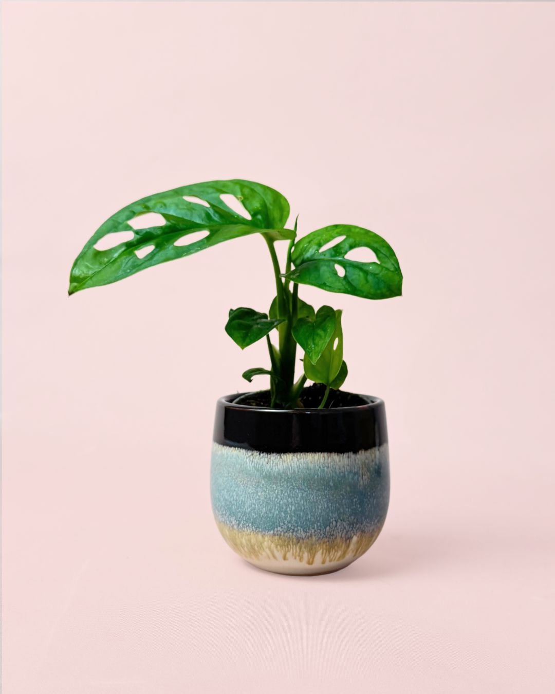Monstera Adansonii Mini con Maceta Cerámica - Pur Plant