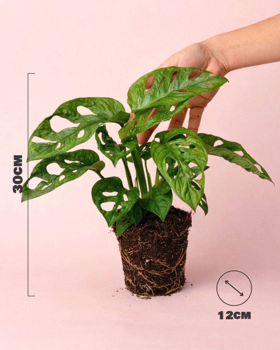 Monstera Adansonii Mint M - Pur Plant