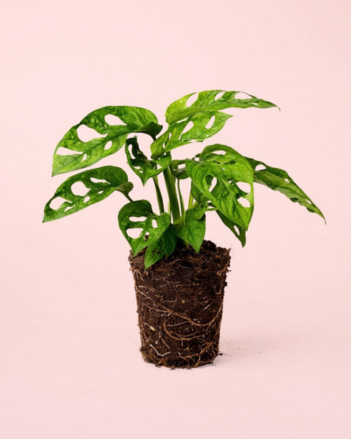 Monstera Adansonii Mint M - Pur Plant