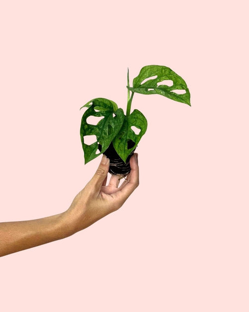 Monstera Adansonii Mint Mini - Pur Plant