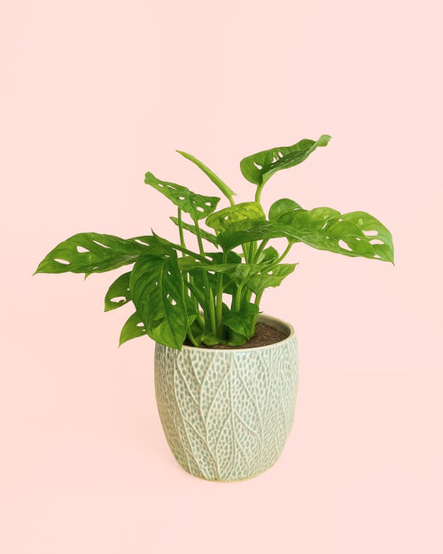 Monstera Adasonii con Maceta Cerámica Leaf - Pur Plant