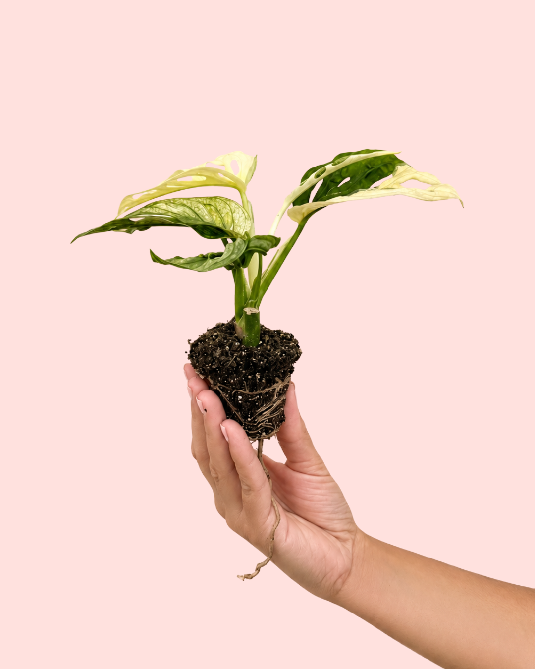 monstera-adasonii-variegada-mini-2