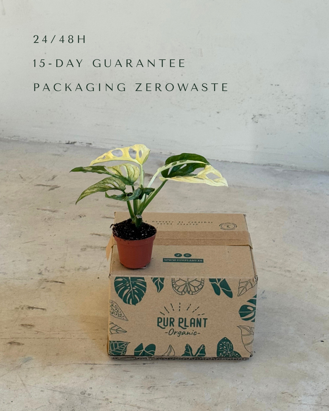 monstera-adasonii-variegada-mini-packaging