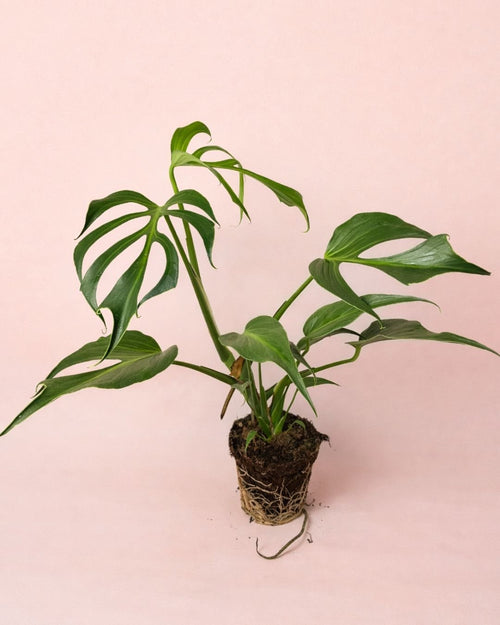 Monstera Burle Marx L - Pur Plant