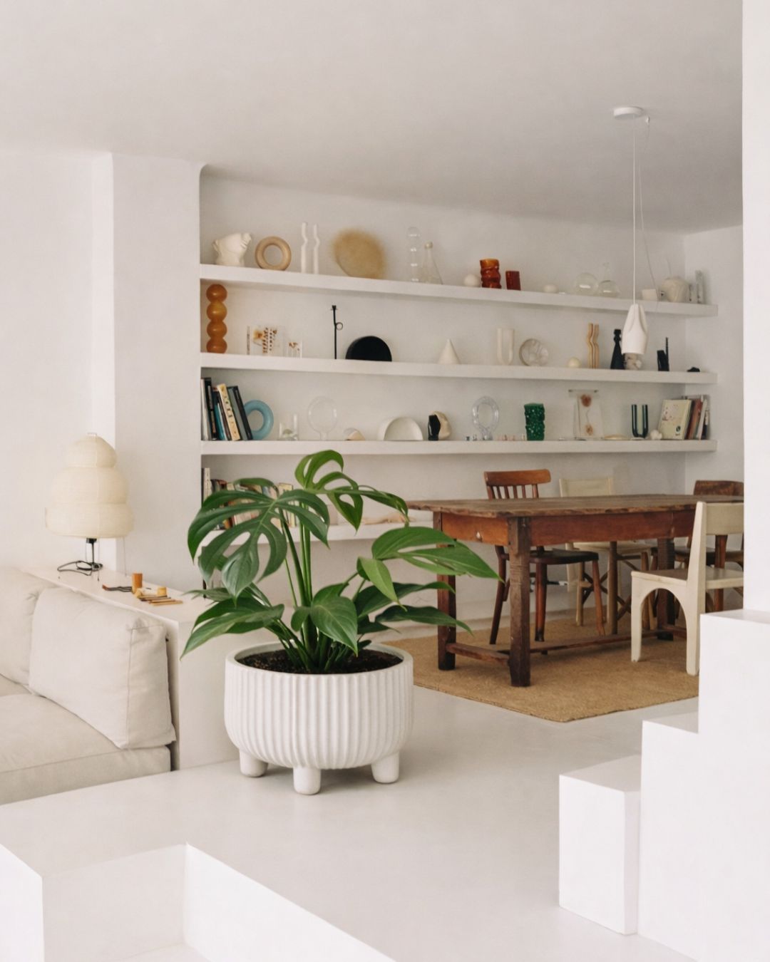 Monstera Burle Marx L - Pur Plant