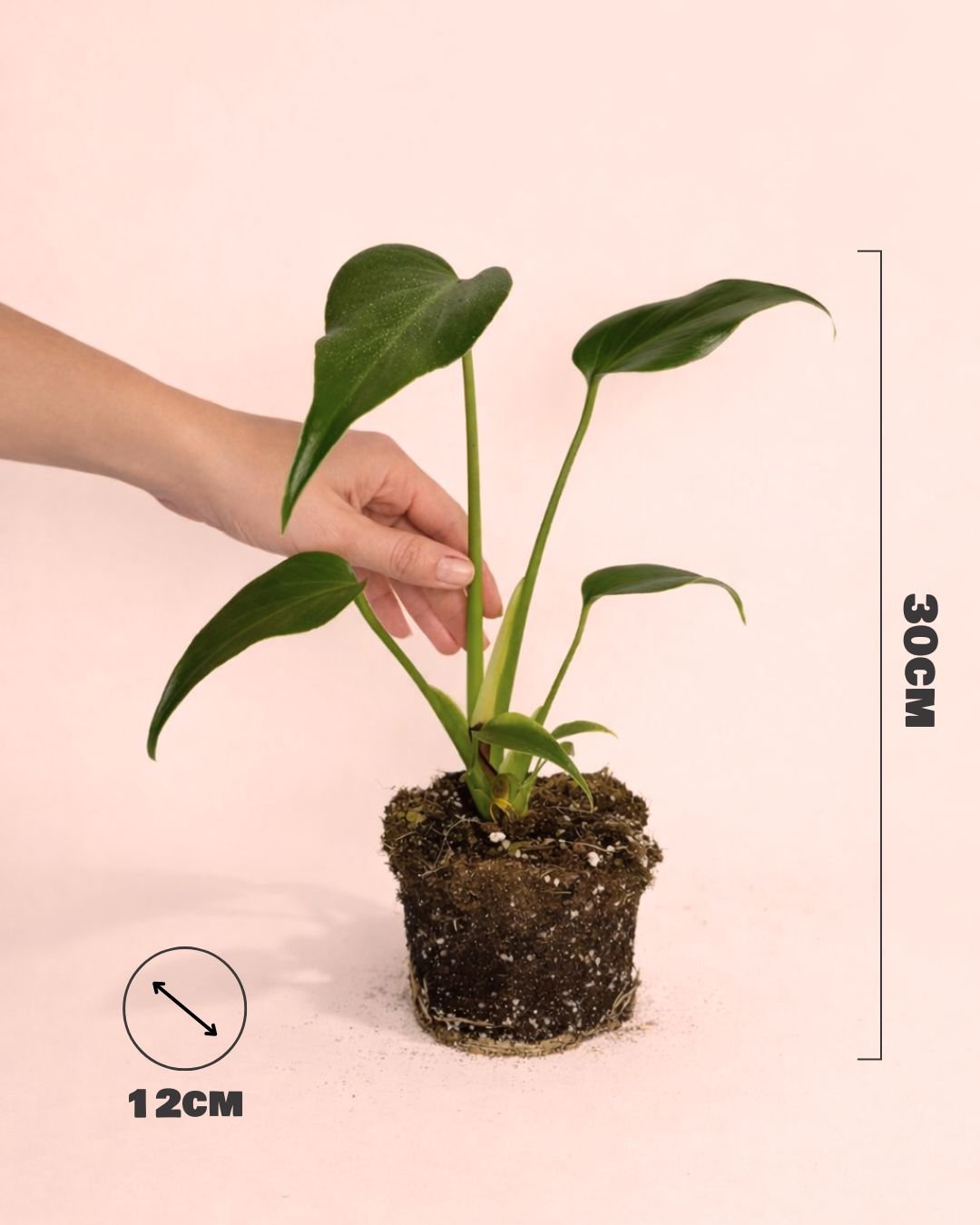 Monstera Burle Marx M - Pur Plant