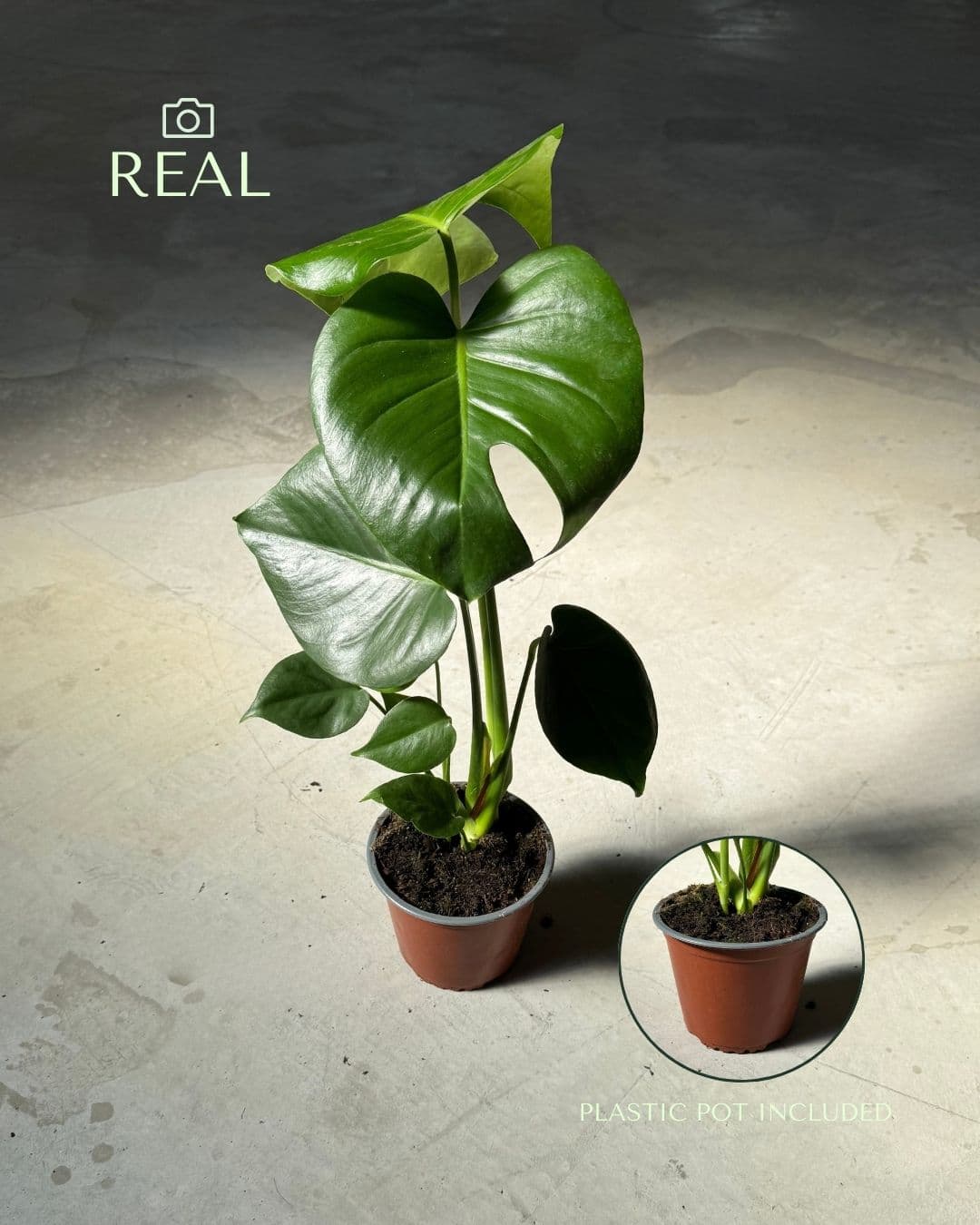 Monstera Deliciosa M - Pur Plant
