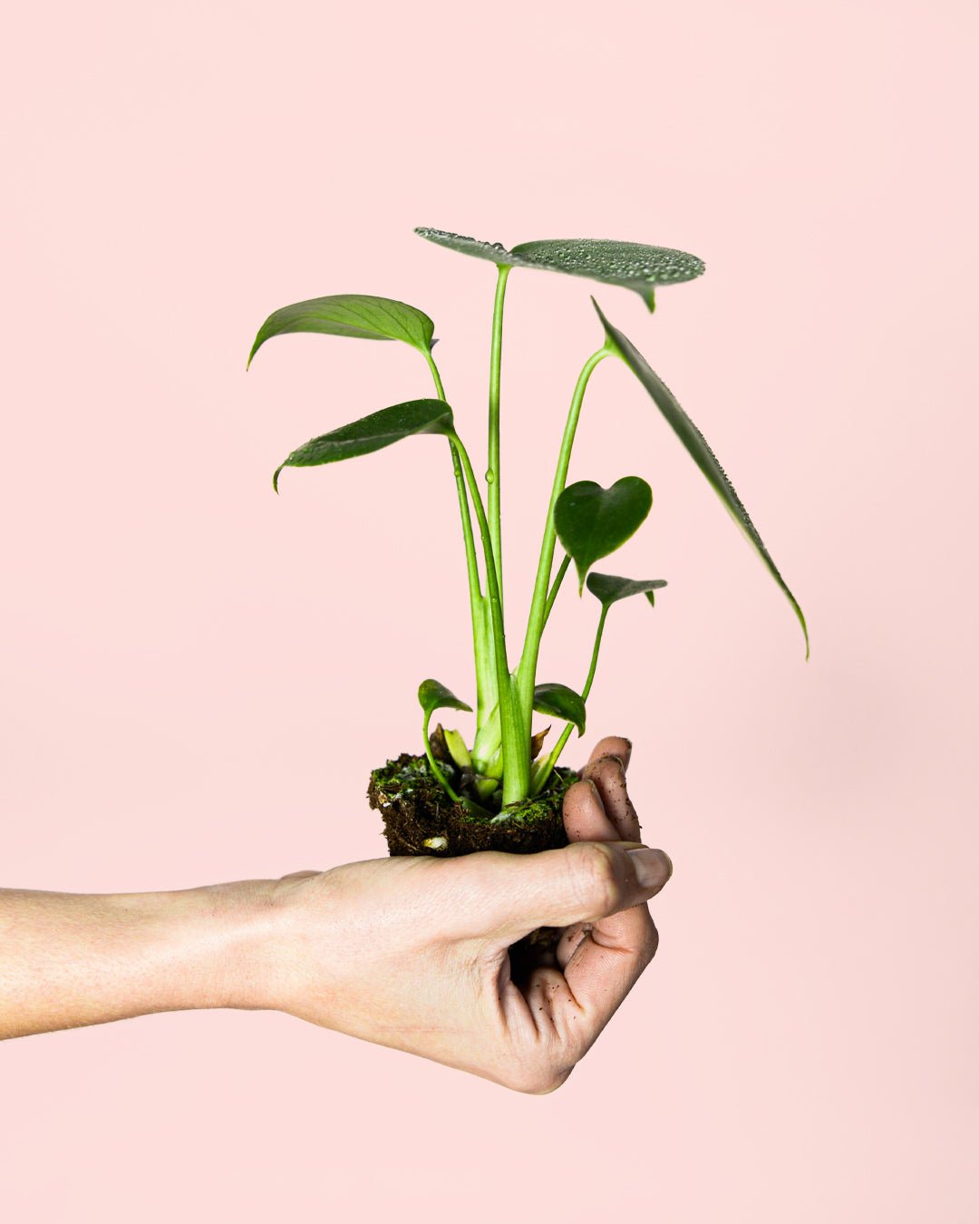 Monstera Deliciosa Mini - Pur Plant