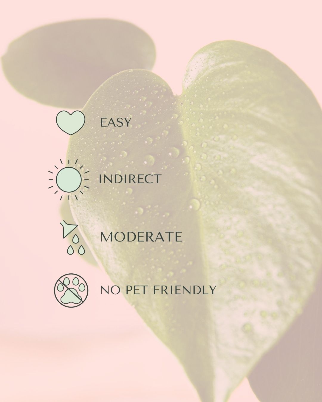monstera-deliciosa-mini-care