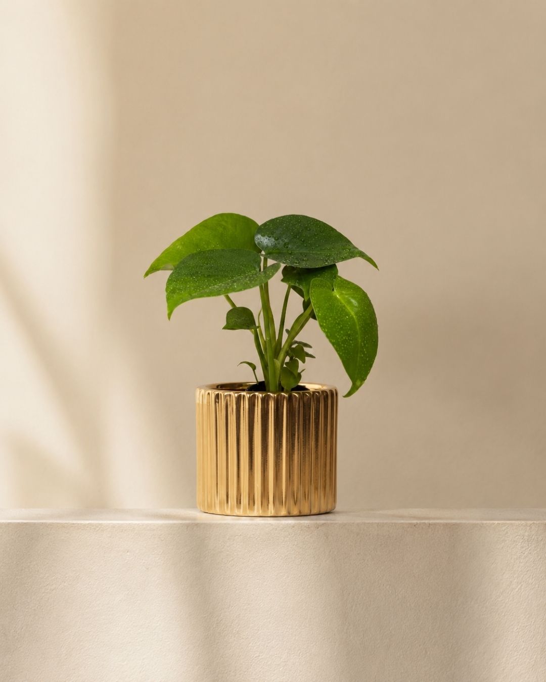 monstera-deliciosa-mini-context-2