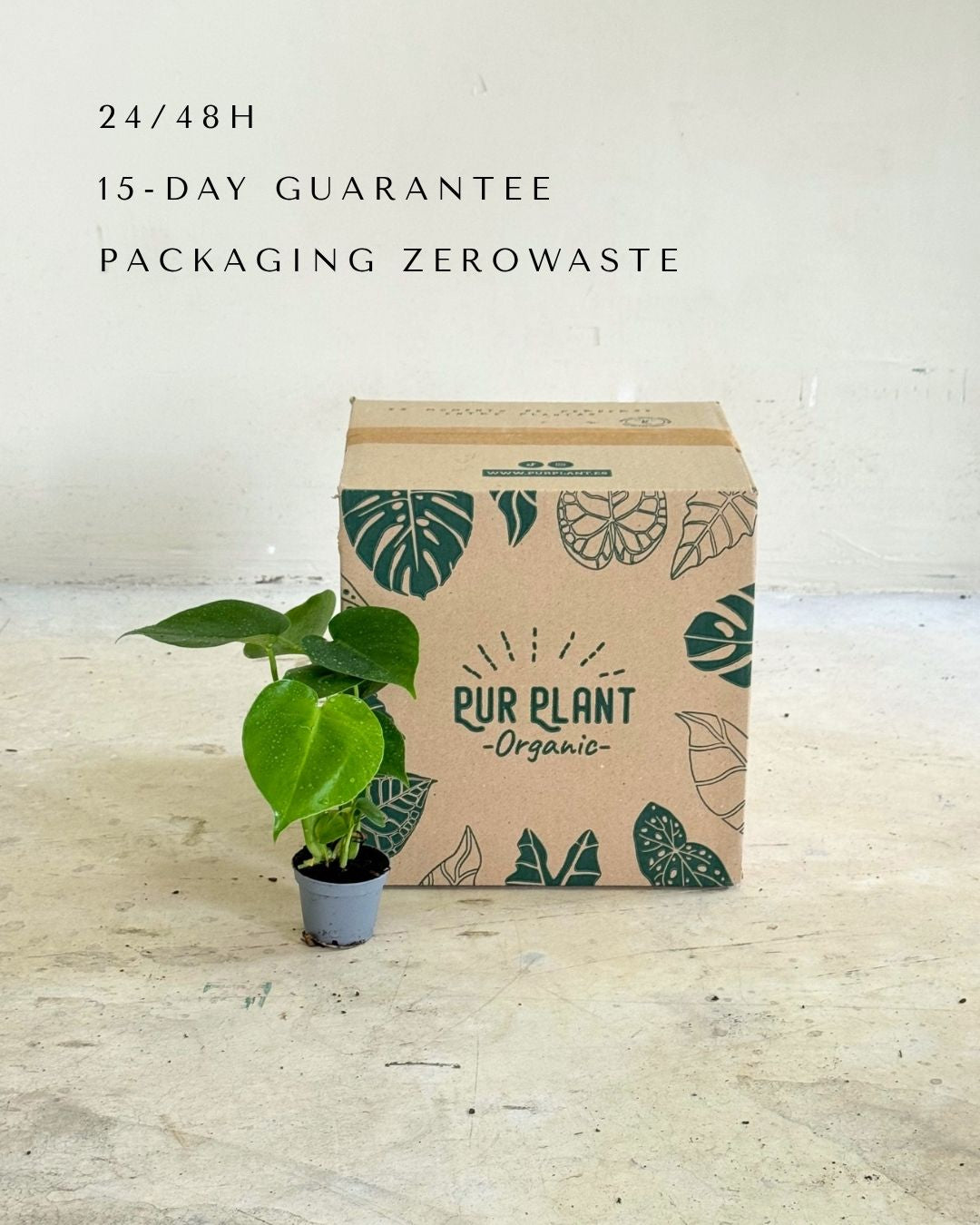 monstera-deliciosa-mini-packaging