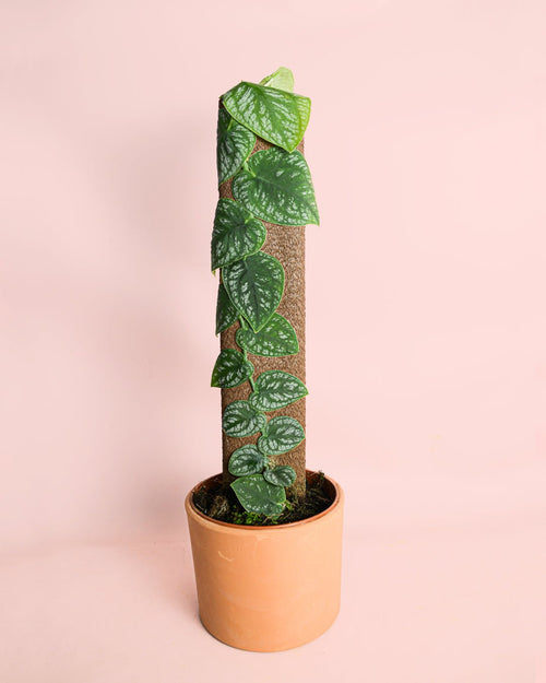 Monstera Dubia M - Pur Plant
