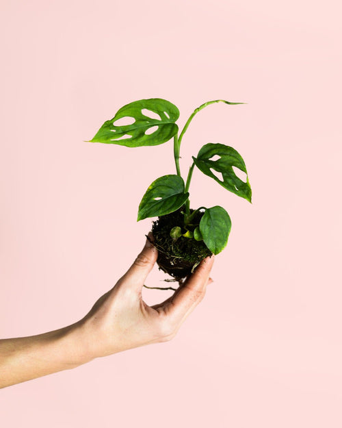 Monstera Esqueleto Mini - Pur Plant