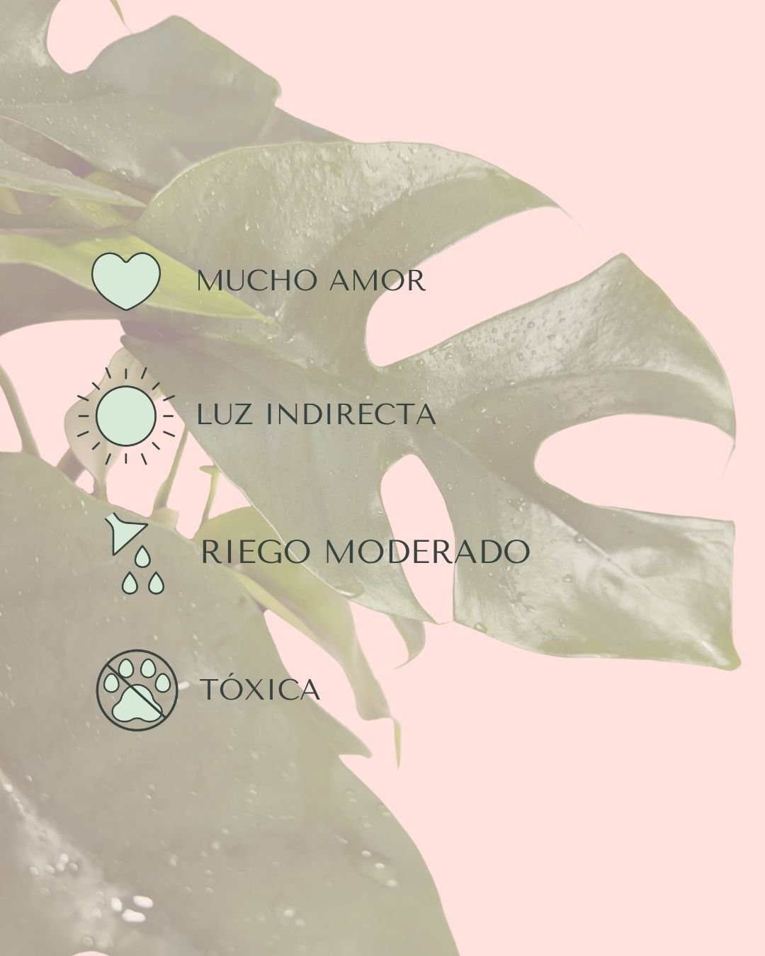 Monstera Minima M - Pur Plant