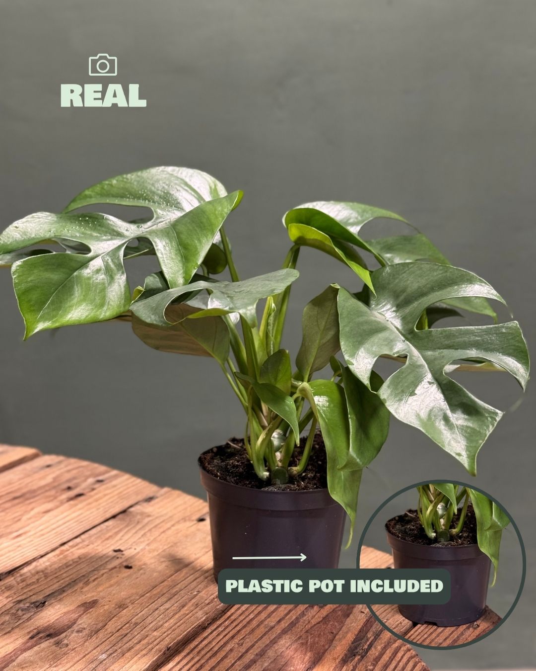 Monstera Minima M - Pur Plant