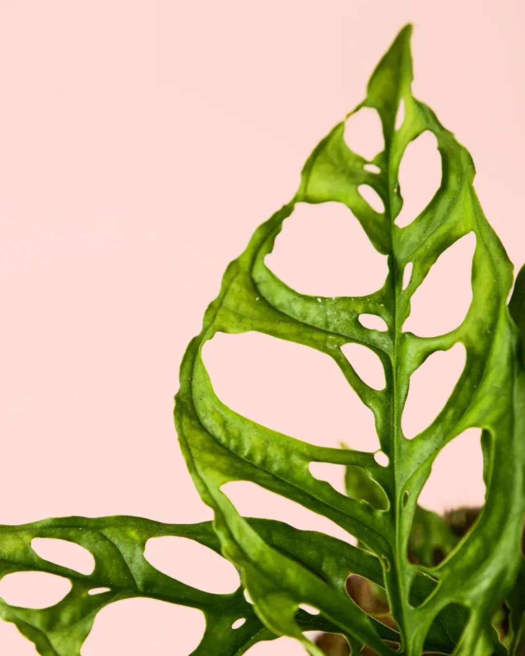 Monstera Obliqua de Perú M - Pur Plant