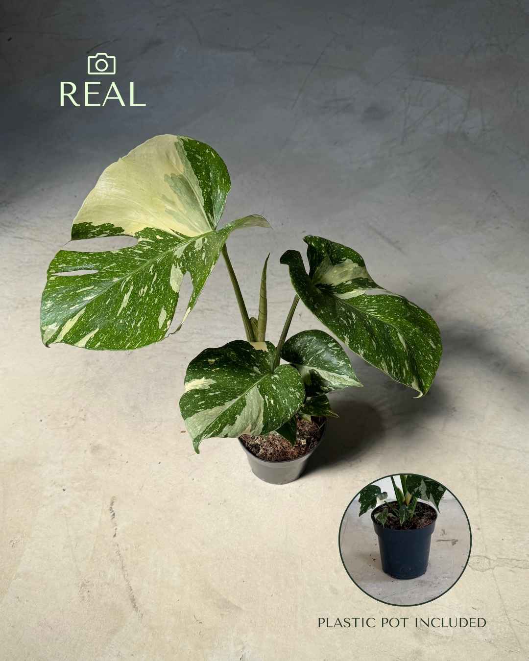 Monstera Thai Constellation L - Pur Plant