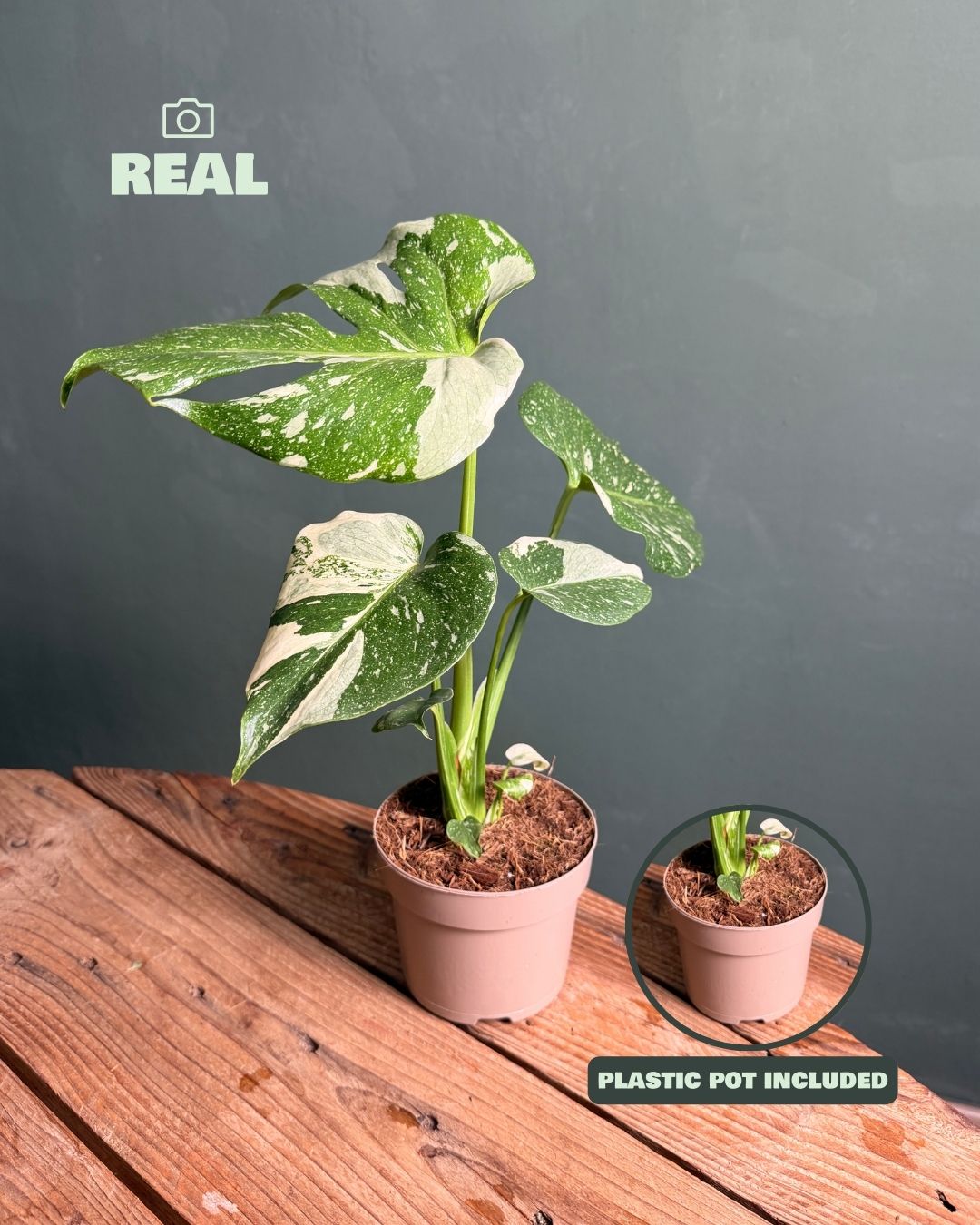 Monstera Thai Constellation M - Pur Plant