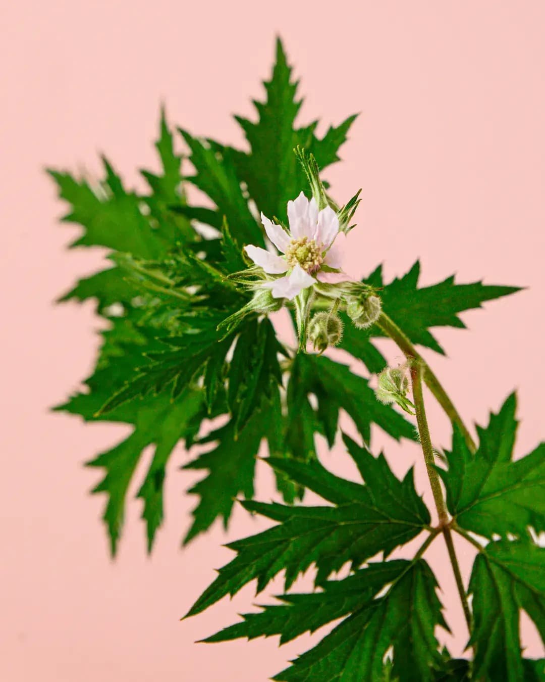 Moras Negras Planta M - Pur Plant