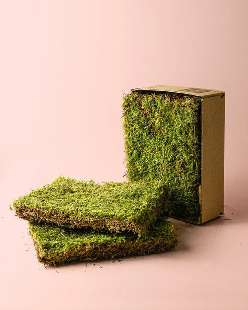 Musgo Natural para Terrario - Pur Plant