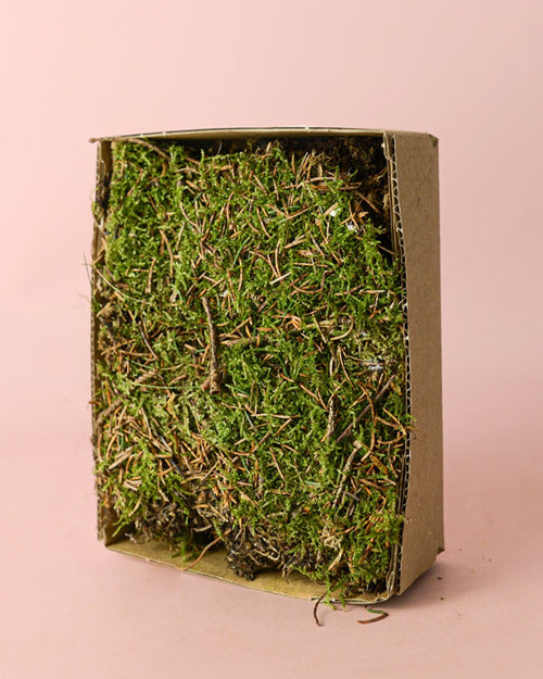 Musgo Natural para Terrario Húmedo - Pur Plant